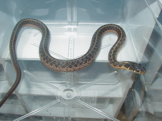 Eastern Carteret Cty x Schuett albino 7 CB 08 11 06 2008