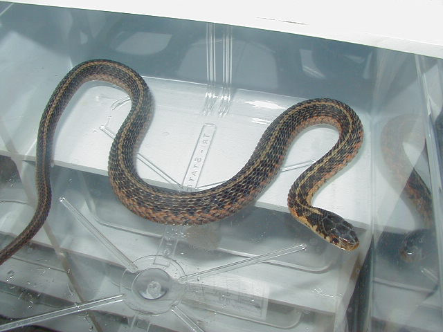 Eastern Carteret Cty x Schuett albino 8 CB 08 11 06 2008