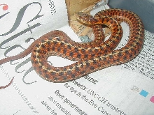 Eastern Carteret Cty # 5 x Schuett albino 9 CB 08 11 06 2008
