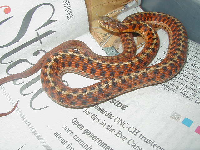 Eastern Carteret Cty # 5 x Schuett albino 9 CB 08 11 06 2008