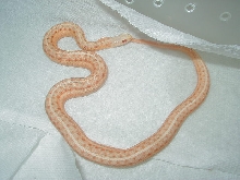 Albino eastern garter
