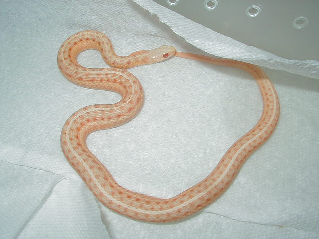 Albino eastern garter