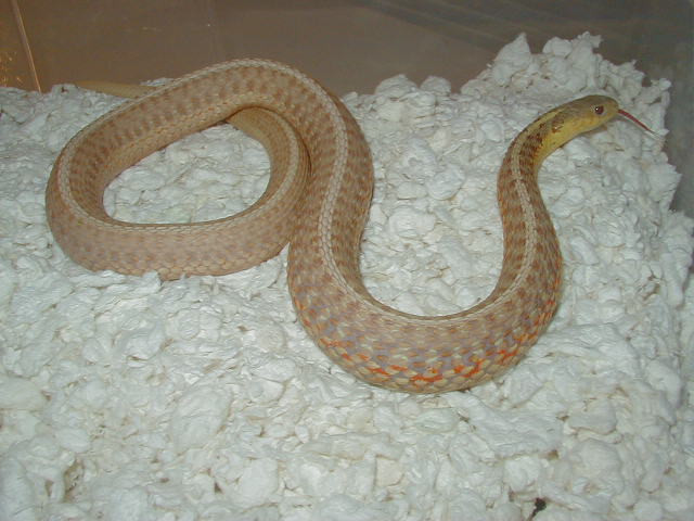 Eastern Albino Schuett female x Leucistic eastern 04 11 2009