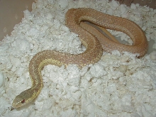 Eastern Albino Schuett female x flame eastern 04 11 2009
