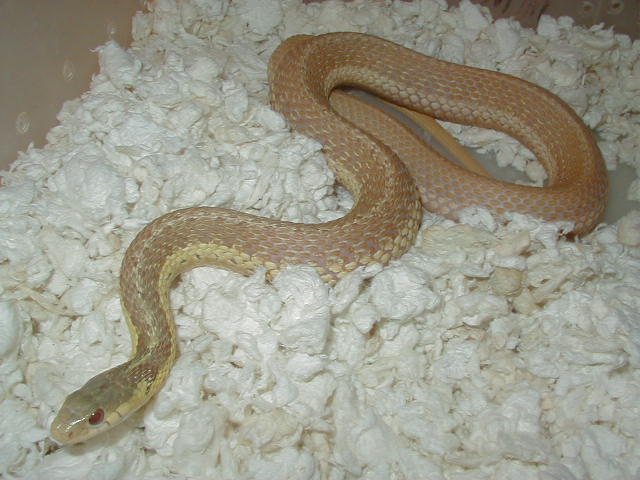 Eastern Albino Schuett female x flame eastern 04 11 2009