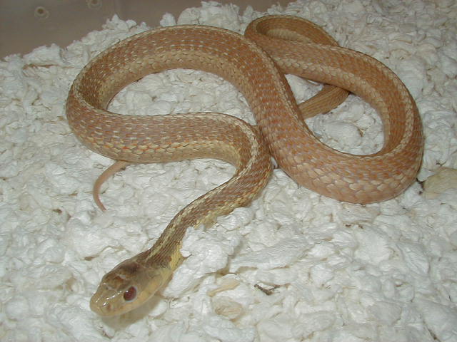 Eastern Albino Schuett female x silver eastern 04 11 2009