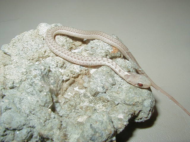 Eastern Albino Schuett 66% PH ery, mel 2 CB 09 05 05 09