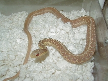Eastern Albino Schuett male 04 11 2009