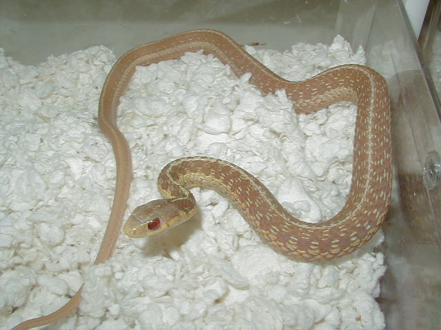 Eastern Albino Schuett male 04 11 2009