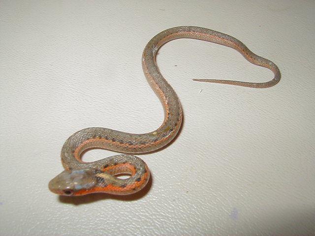 Eastern Albino Schuett x flame DH CB 09 female A 1 05 16 2009