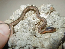 Eastern Albino Schuett x flame DH CB 09 male 05 16 2009