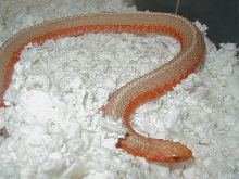 Eastern Albino flame 2 CB 08 female 01 25 2009