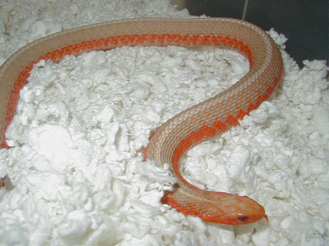 Eastern Albino flame 2 CB 08 female 01 25 2009