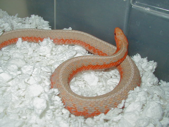 Eastern Albino flame 3 CB 08 female 01 25 2009