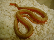 Eastern Albino flame female 04 11 2009