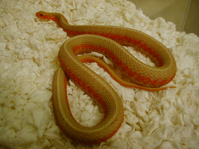 Eastern Albino flame female 04 11 2009