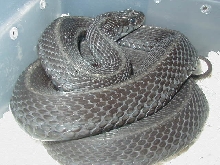 Eastern Anerythristic Upstate SC Mohr strain Proven female 2 LTC 01 25 2009