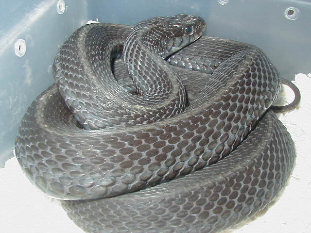 Eastern Anerythristic Upstate SC Mohr strain Proven female 2 LTC 01 25 2009