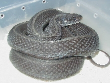 Eastern Anerythristic Upstate SC Mohr strain Proven female 3 LTC 01 25 2009