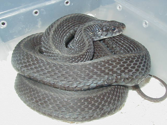 Eastern Anerythristic Upstate SC Mohr strain Proven female 3 LTC 01 25 2009