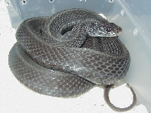 Eastern Anerythristic Upstate SC Mohr strain Proven female 4 LTC 01 25 2009