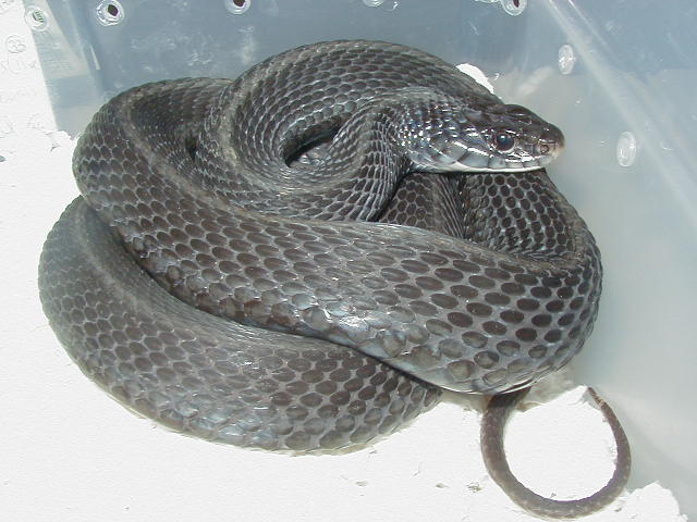Eastern Anerythristic Upstate SC Mohr strain Proven female 4 LTC 01 25 2009