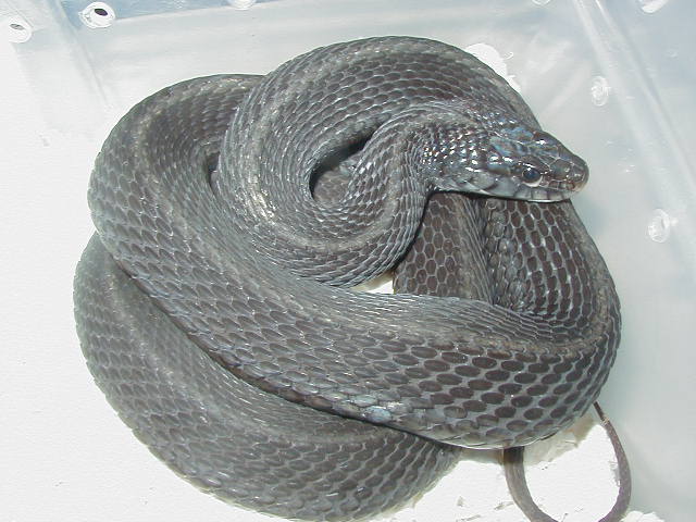 Eastern Anerythristic Upstate SC Mohr strain Proven female 5 LTC 01 25 2009