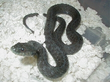Eastern Anerythristic WVirginia strain female 04 11 2009