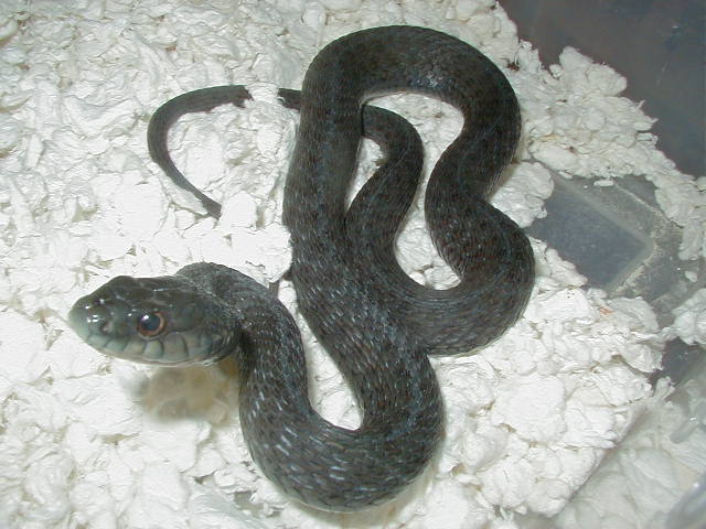 Eastern Anerythristic WVirginia strain female 04 11 2009