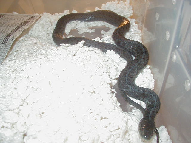 Eastern Anerythristic  West Virginia bloodline 11 09 2008
