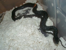 Eastern Anerythristic 2  West Virginia bloodline 11 09 2008