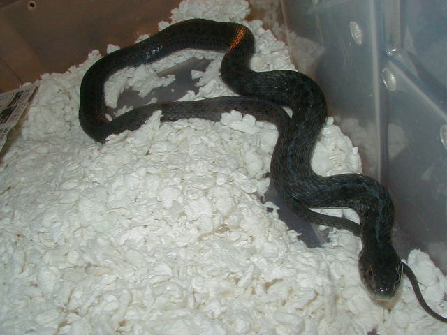 Eastern Anerythristic 2  West Virginia bloodline 11 09 2008