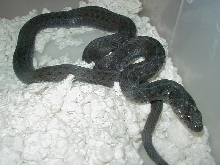 Eastern Anerythristic 3 West Virginia bloodline 11 09 2008