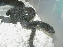 Eastern Anerythristic 4  West Virginia bloodline 11 09 2008
