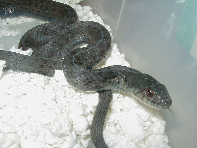 Eastern Anerythristic 4  West Virginia bloodline 11 09 2008