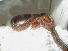 Eastern Anerythristic het flame male 04 11 2009