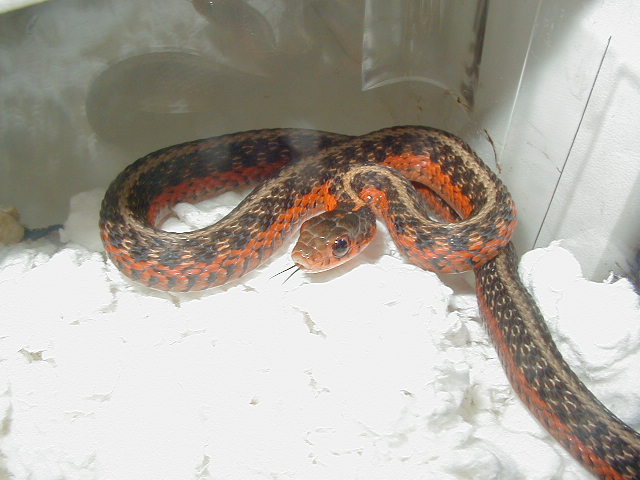 Eastern Anerythristic het flame male 04 11 2009