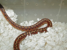 Eastern Cart Cty 3 DH proven female mom 2  05 20 2009