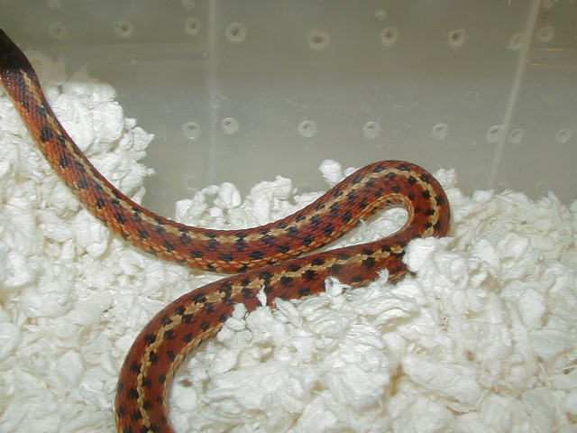 Eastern Cart Cty 3 DH proven female mom 2  05 20 2009