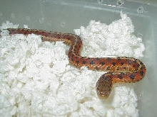 Eastern Carteret Cty 3 DH proven female mom 05 20 2009