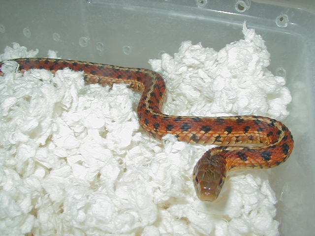 Eastern Carteret Cty 3 DH proven female mom 05 20 2009