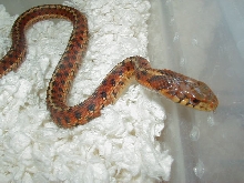 Eastern Carteret Cty 3 DH proven female mom 3 05 20 2009