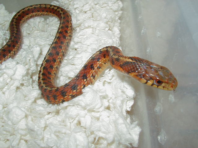 Eastern Carteret Cty 3 DH proven female mom 3 05 20 2009