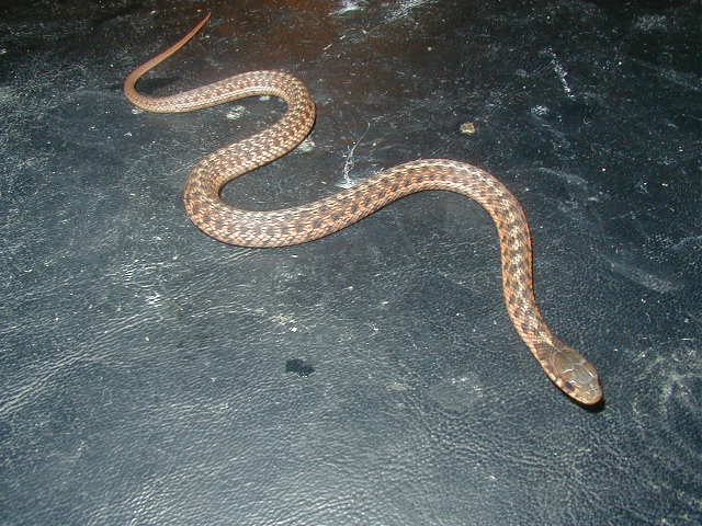 Eastern Carteret Cty ery x albino double het @ 67 days old 3
