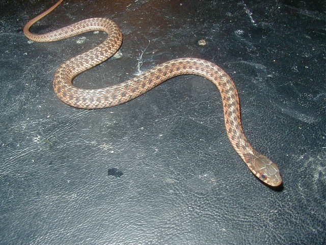 Eastern Carteret Cty ery x albino double het @ 67 days old 4