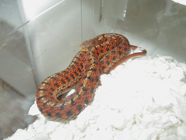 Eastern Carteret Cty erythristic x Schuett albino eastern double het mal