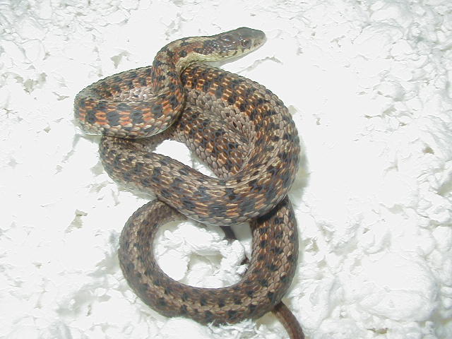 Eastern DH Carteret Cty erythristic x Schuett albino eastern 2