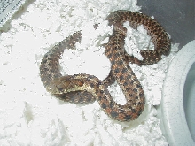 Eastern DH Carteret Cty erythristic x Schuett albino eastern 5