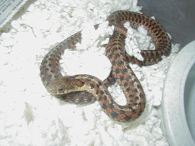 Eastern DH Carteret Cty erythristic x Schuett albino eastern 5