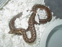 Eastern DH Carteret Cty erythristic x Schuett albino eastern 4